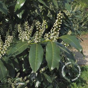 Prunus l. 'Mischeana'