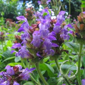 Prunella vulgaris