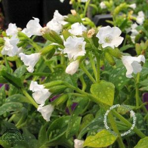 Pulmonaria off. 'Sissinghurst White'