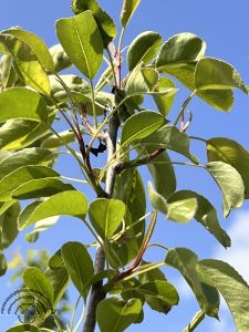 Pyrus c. 'Bonne Louise d'Avranches'