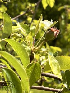 Pyrus c. 'Clapp's Favourite'