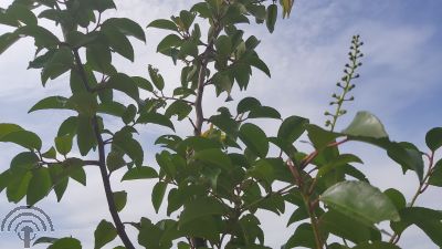 Prunus l. ' Tico' 