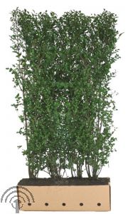Quick Hedge - Ligustrum vulgare 'Atrovirens'