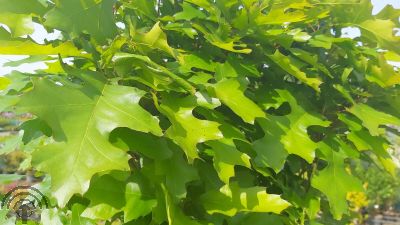 Quercus palustris 'Green Dwarf'