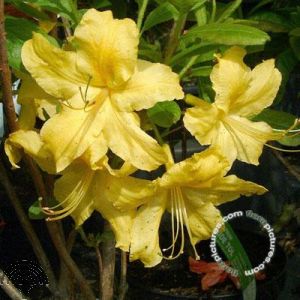 Rhododendron (AK) 'Anneke'