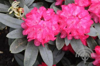 Rhododendron (Y) 'Astrid' ®