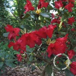 Rhododendron (F) 'Baden-Baden'