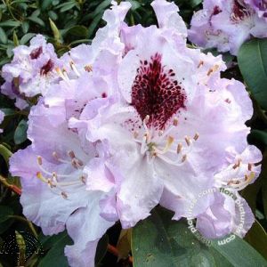 Rhododendron (GH) 'Blue Peter'