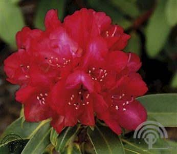 Rhododendron (Y) 'Bohlken's Roter Stern'
