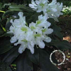 Rhododendron (GH) 'Catawbiense Album'