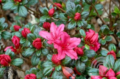 Rhododendron (AZ) 'Canzonetta'