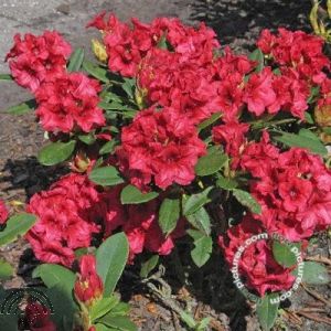 Rhododendron (Y) 'Dopey'