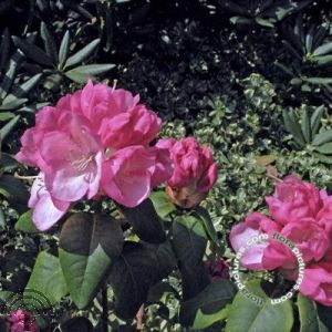 Rhododendron dichroanthum subsp. scyphocalyx