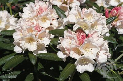 Rhododendron (Y) 'Edelweiß'