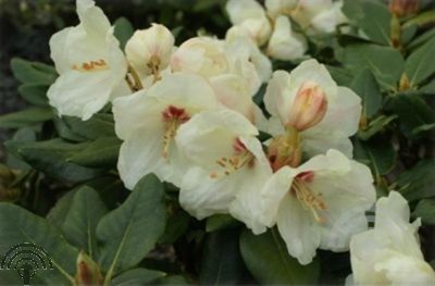 Rhododendron (Y) 'Flava'