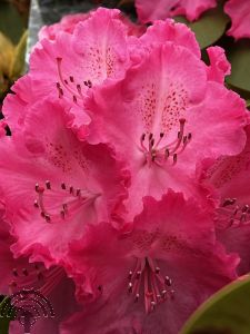 Rhododendron 'Germania'