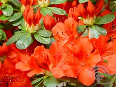 Rhododendron (AJ) 'Geisha Orange' (='Satschiko')