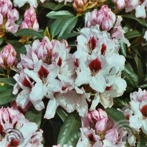 Rhododendron 'Graffito'®
