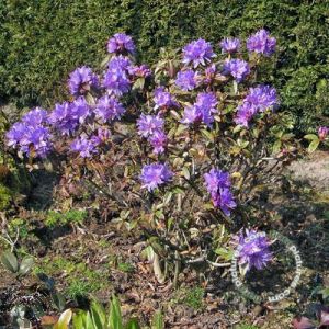 Rhododendron impeditum 'Gristede'
