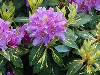 Rhododendron 'Gold Shine'