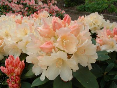 Rhododendron (Y) 'Golden Torch'