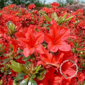 Rhododendron (AJ) 'Hino-crimson'