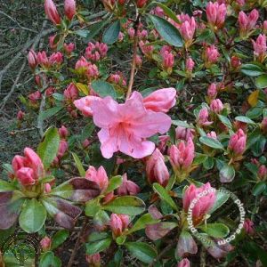 Rhododendron (AJ) 'Helena'