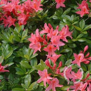 Rhododendron (AV) 'Jolie Madame'