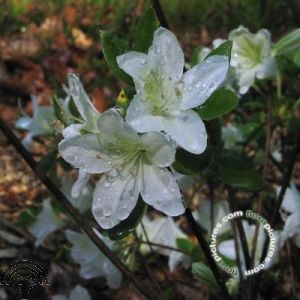 Rhododendron (AJ) 'Kermesina Alba'