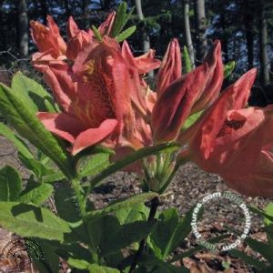 Rhododendron (AM) 'Kost. Bril. Red'