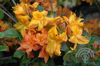 Rhododendron (AK) 'Klondyke'