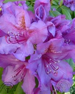 Rhododendron (GH) 'Lee's Dark Purple'