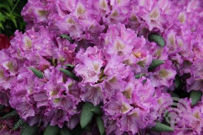 Rhododendron (Y) 'Bohlken's Lupinenberg'