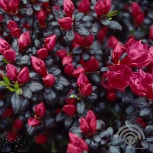 Rhododendron (AJ) 'Maruschka'® 