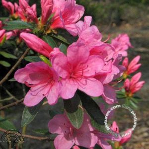 Rhododendron (AJ) 'Mad. van Hecke'