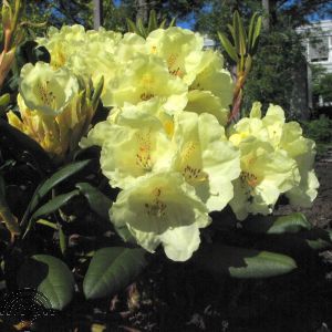 Rhododendron (Y) 'Millenium Gold'®