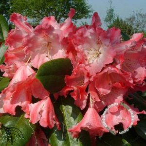 Rhododendron (Y) 'Morgenrot'