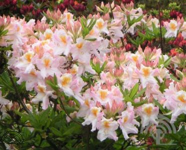 Rhododendron (AK) 'Möwe'