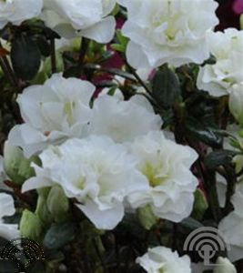 Rhododendron (AJ) 'Schneeperle'