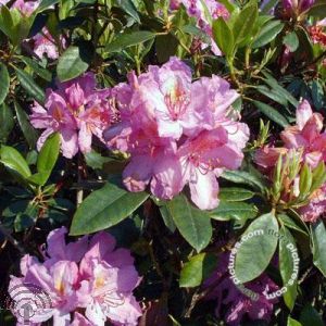 Rhododendron (GH) 'Goldflimmer'