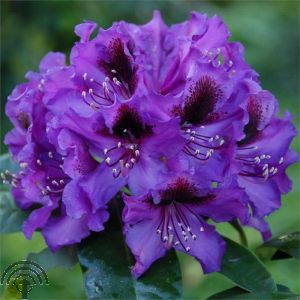 Rhododendron 'Orakel'
