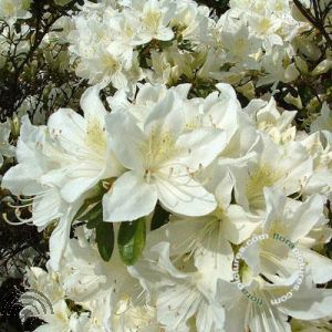 Rhododendron (AJ) 'Schneeglanz'
