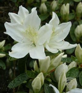 Rhododendron (AJ) 'Palestrina'