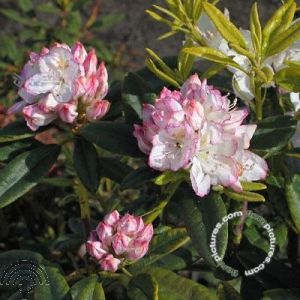 Rhododendron 'Picotee'