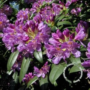 Rhododendron ponticum