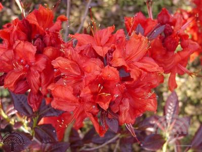 Rhododendron (AK) 'Royal Command'