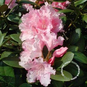 Rhododendron (Y) 'Silberwolke'