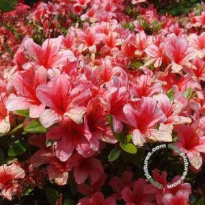 Rhododendron (AJ) 'Silvester'