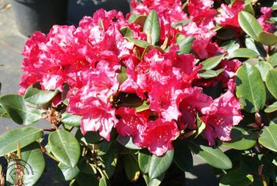 Rhododendron (W) 'Tromba' 