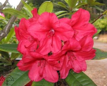 Rhododendron 'Vulcan's Flame' 